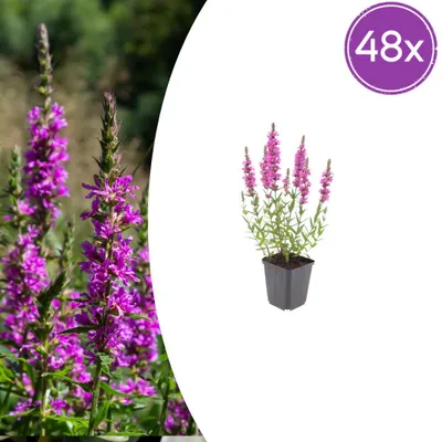Zdjęcie produktu dla Lythrum salicaria | 48 sztuk - 10-25cm - Ø9cm - Roślina ogrodowa