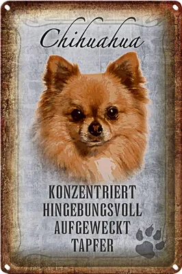 Produktbild von Blechschild Spruch 20x30cm Chihuahua Hund tapfer