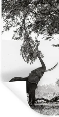 Produktbild von MuchoWow® Wandtattoo Wandsticker Wandaufkleber Elefant - Baum - Tiere - Schwarz und weiß 60x120 cm Selbstklebend und Repositionierbar - Selbstklebend - Fototapeten