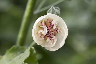 Produktbild von Alcea x hybrida 'Parkallee', Stockrose, rosa, ca. 11x11 cm Topf
