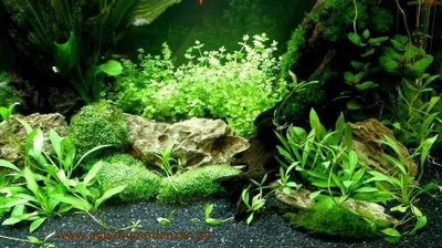 Produktbild von Aquarium Set für 300 l, Pflanzen, Kies, Deko (XII)
