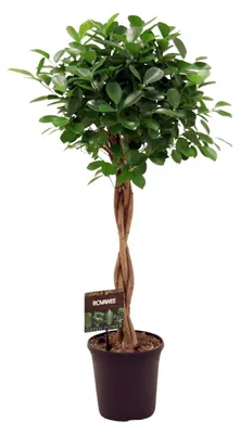 Image de Ficus Microcarpa Moclame - 100-110cm - Ø23cm - Plante d'intérieur - Vert persistant