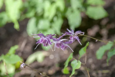 Produktbild von Epimedium grandiflorum 'Lilafee', Elfenblume, lila, ca. 9x9 cm Topf