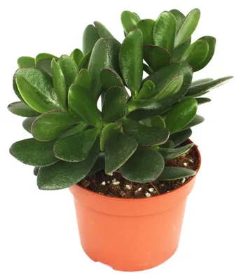 Produktbild von Crassula portulacea - Geldbaum - große Pflanze im 12cm Topf
