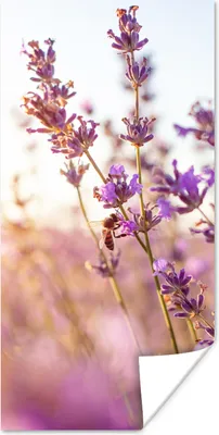 Produktbild von MuchoWow® Poster Lavendel - Nahaufnahme - Sonne - Blumen - Lila 60x120 cm - Wandschmuck