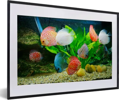 Produktbild von MuchoWow® Gerahmtes Poster Fische in einem Aquarium 60x40 cm - Poster mit Schwarzem Bilderrahmen Wandposter Rahmen Foto Bilder - Schlafzimmer - Plakat in Rahmen - Drucken