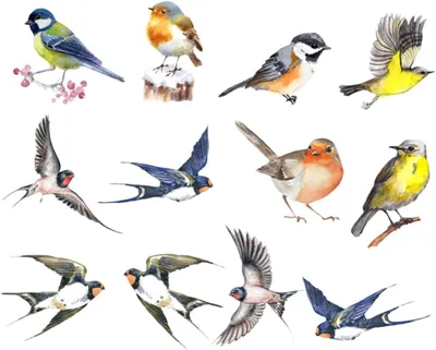 Produktbild von 2 Sätze Anti-Kollisions-Fensteraufkleber für den Vogelschutz