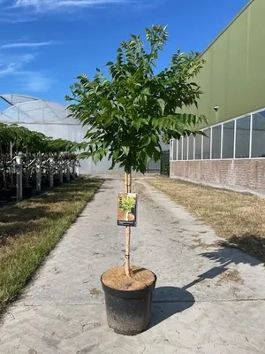 Obrázok produktu pre Campsis tagliabuana 'Indian Summer'  – trubač | 90 cm v črepníku