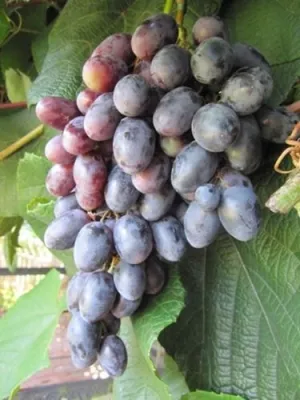 Produktbild von Vitis vinifera Blaue Janta, selbstbefruchtend und sehr Mehltaufeste Sorte