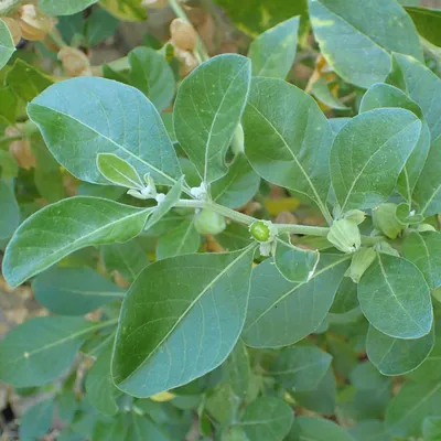 Immagine prodotto di Ashwagandha (Withania somnifera) - 20 capsule