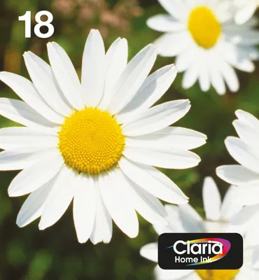 Zdjęcie produktu dla Epson Daisy Multipack 4-colours 18 EasyMail, Standardowa wydajność, Czarny, Cyjan, Purpurowy, Żółty, 5,2 ml, 3,3 ml, 1 szt., Multipak