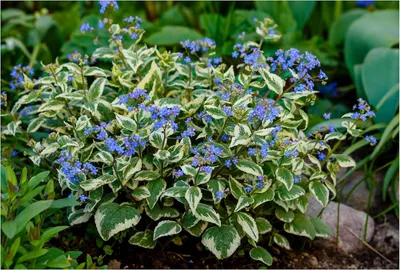 Produktbild von Stauden Gänge 3 x Brunnera macrophylla 'Variegata‘ - Kaukasus Vergissmeinnicht - Zartes Blau trifft auf kunstvolle Blattzeichnung - Pflegeleicht
