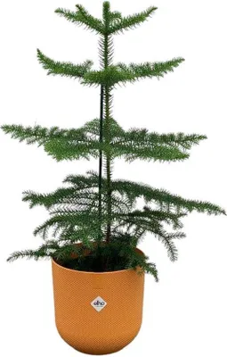 Zdjęcie produktu dla Zestaw - araukaria (roślina doniczkowa) z doniczką Elho Jazz Round Amber Yellow Ø19–60 cm