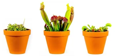 Produktbild von Gardners Set: Fleischfressende Pflanzen