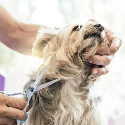 Immagine prodotto di Set di forbici professionali per cani, modello 07