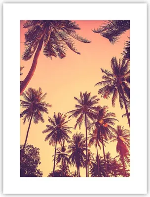 Produktbild von Poster - Poster ohne Rahmen - Palmen Himmel Sonne - 30x40 cm - Wand Bild - Wanddeko - Wandbilder - Kunstposter - Wandposter - Bilder - Kunstdruck - Wanddekoration - Wandbild - P2XPA30x40-4220