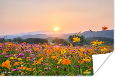 Produktbild von MuchoWow® Poster Blumen - Sonnenuntergang - Berg 180x120 cm - Fotoplakat
