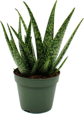 Obrázok produktu pre Aloe medivera Meridian - Nová odroda Aloe vera - 14 cm kvetinác - výška cca 30 cm