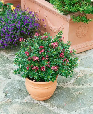 Produktbild von Escallonia 'Red Dream', immergrün, rote Blüten, ca. 2-3 Liter Container