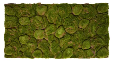 Image de Fond 3D pour terrarium, aspect naturel, dimensions 116 x 58 cm