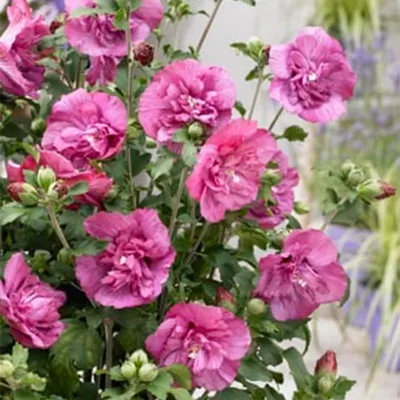 Obrázek produktu pro Hibiscus syriacus Magenta Chiffon – kvetoucí keř s květy v barvě magenty