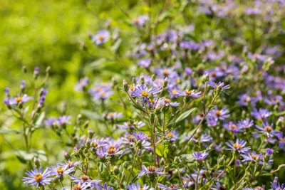 Produktbild von Aster x herveyi 'Twilight', Herbstaster, violett, ca. 11x11 cm Topf