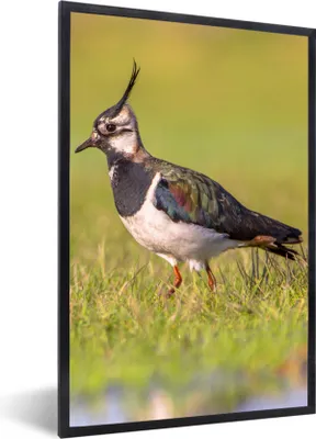 Produktbild von MuchoWow® Gerahmtes Poster Vogel - Gras - Natur - Tiere - Kiebitz 60x90 cm - Poster mit Schwarzem Bilderrahmen Wandposter Rahmen Foto Bilder - Kunst