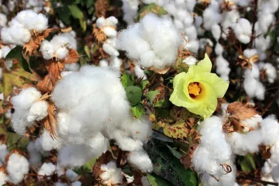Produktbild von Baumwollsamen Gossypium herbaceum 20 Samen mehrjährig, anspruchslose Zimmerpflanze