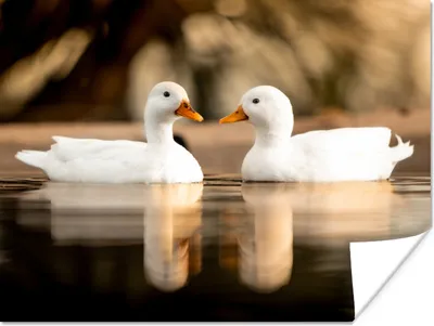 Produktbild von MuchoWow® Poster Ente - Weiß - Tiere - Wasser - Vogel - Enten 80x60 cm - Kunst für zu Hause