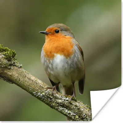 Produktbild von MuchoWow® Poster Vogel - Rotkehlchen - Zweig - Pflanzen 75x75 cm - Wand Dekoration