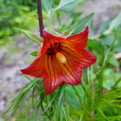 Produktbild von Kanarische Glockenblume (Canarina canariensis)  - 10 Samen