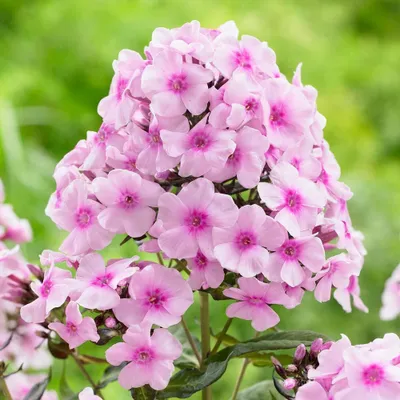 Obrázok produktu pre 6 x Vysoká plamienka - Phlox paniculata 'Bright Eyes' | Kvetináč 9 cm x 9 cm