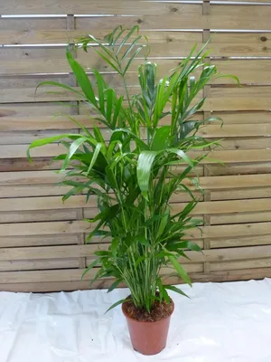 Produktbild von [Palmenlager] XL Chamaedorea cataractarum 120 cm - Fluss-Bergpalme // Zimmerpflanze