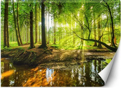 Produktbild von Vlies fototapete Wald Bach Bachlauf Sonnenschein Natur 350x245 cm Feeby Grün inkl. Kleber einfache Montage