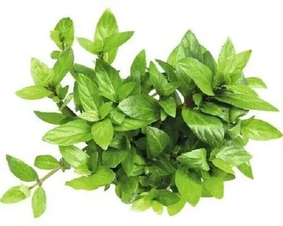 Produktbild von Staurogyne repens In-Vitro