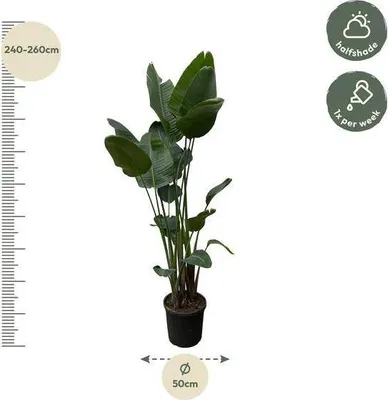 Obrázek produktu pro Strelitzia Nicolai – pokojová rostlina, 250 cm, průměr 50 cm, bílá strelitzie