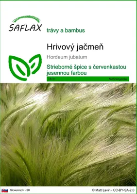 Obrázok produktu pre SAFLAX - hrivový jačmeň - Hordeum jubatum - 70 Semená