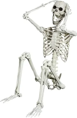 Zdjęcie produktu dla Realistyczny szkielet 165 cm z ruchomymi stawami do dekoracji na Halloween
