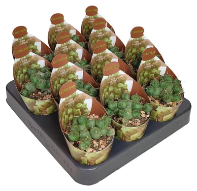 Produktbild von Puna incahuasi – seltener runder Kaktus – Rarität – 6,5 cm Topf – 15 cm hoch