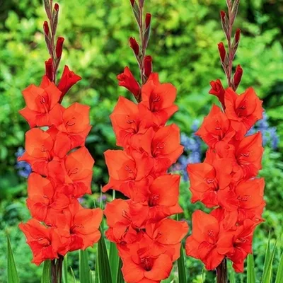 Obrázok produktu pre Gladiolus Veľkokvetý Gladiolus Manhattan 5 ks cibule gladiolusov