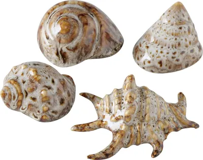 Produktbild von Dekoaufsteller Alyssa, 4 er Set, Muscheln, Porzellan,maritim