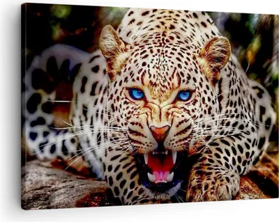 Produktbild von Bild auf Leinwand - Leinwandbild - Panther Tier - 70x50cm - Wand Bild - Wanddeko - Wandbilder - Leinwanddruck - Bilder - Kunstdruck - Wanddekoration - Leinwand bilder - Wandkunst - AA70x50-3506