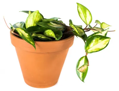 Obrázok produktu pre Gardners Hoya carnosa Tricolor, priemer 12 cm