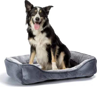 A dog sitting in a dog bed.