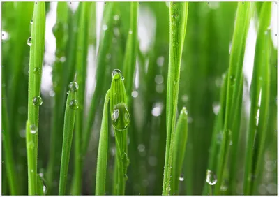 Produktbild von Wallario XXL Outdoor-Poster für Garten oder Balkon, Motiv Wassertropfen an Grashalmen, in ca. 400 x 280 cm