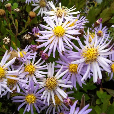 Immagine prodotto di 6 x Aster 'Asran' | Vaso 9cm x 9cm
