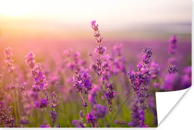 Produktbild von MuchoWow® Poster Lavendel - Frühling - Lila 60x40 cm - Schlafzimmerdekoration