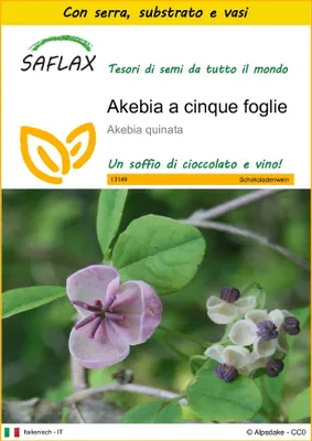 Immagine prodotto di SAFLAX Insieme di coltivazione - Akebia a cinque foglie - 10 semi - Akebia