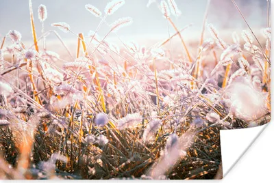 Produktbild von MuchoWow® Poster Gras - Sonne - Winter - Schnee 120x80 cm - Bilder