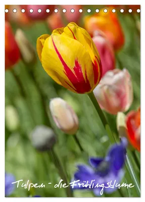 Produktbild von Tulpen - die Frühlingsblume (Tischkalender 2027 DIN A5 hoch), CALVENDO Monatskalender